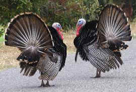 wild turkeys
