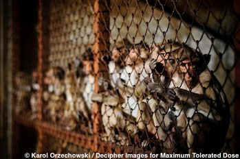  Karol Orzechowski vivisection