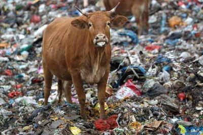 cow grazing garbage
