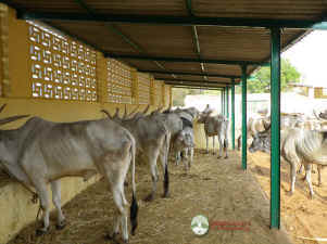 cows rescued Gorantla India Karuna