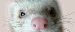 ferret lab intubation