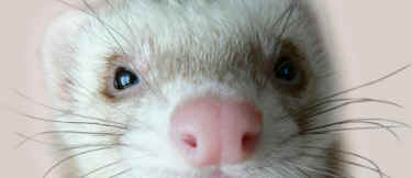 ferret intubation labs