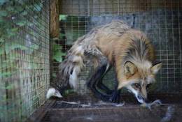 fox fur farm
