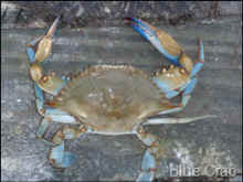 crustacean crab