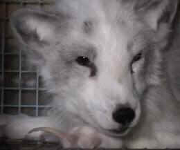 fur cruelty