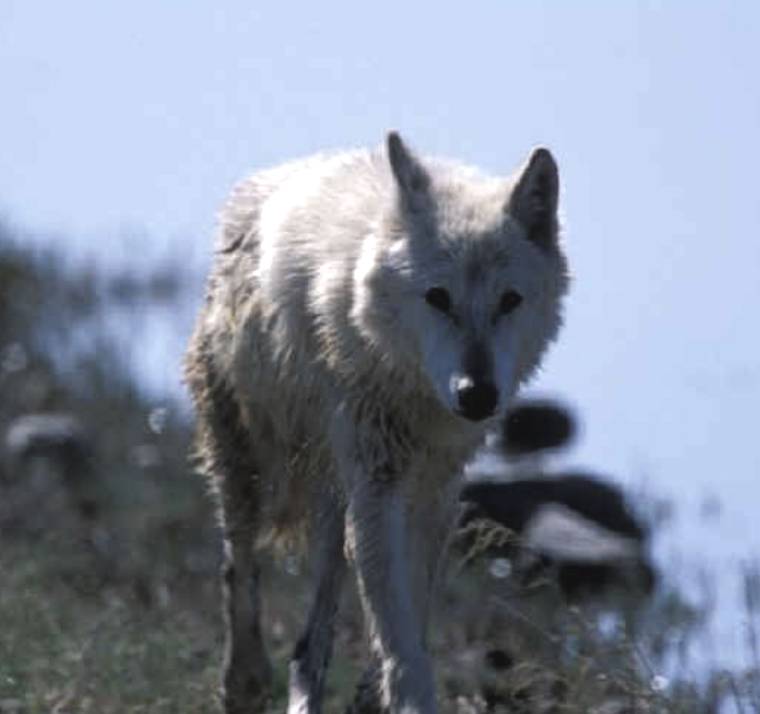 wolf
