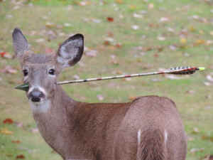 deer head arrow bowhunt
