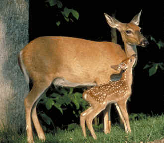 deer coexist contraception