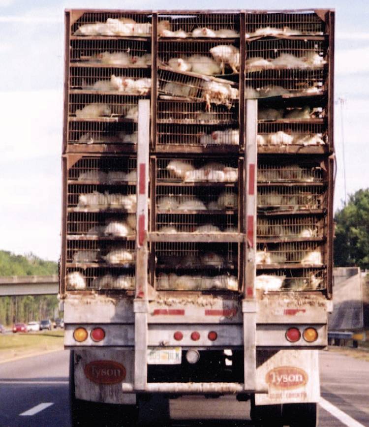 chicken slaughter truck
