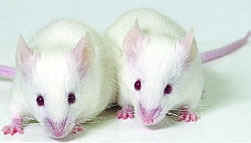 lab mice rats