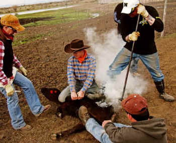 branding calf