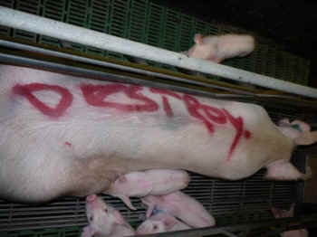 sow branded