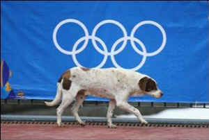 stray dog Sochi Olympics cull