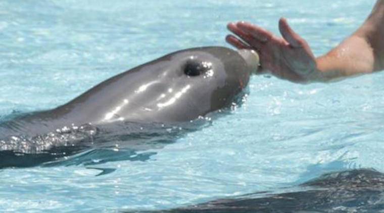 captive dolphin