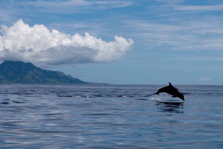 dolphin