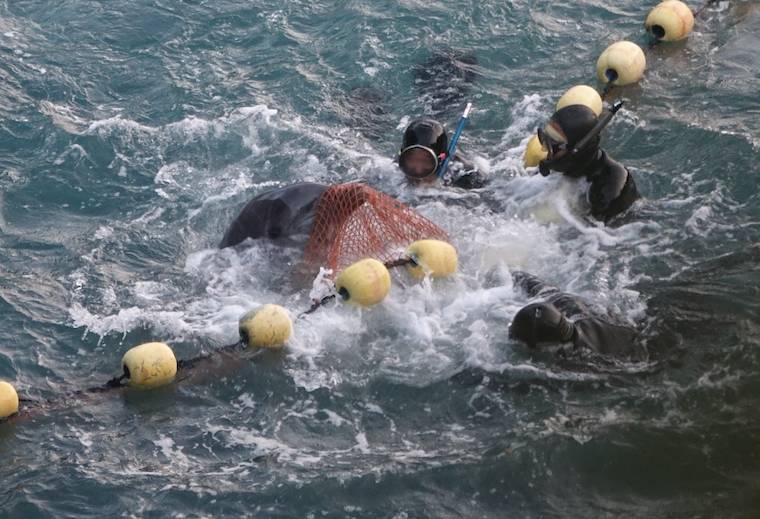 dolphin capture