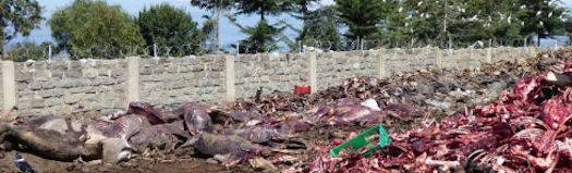 skinned donkeys