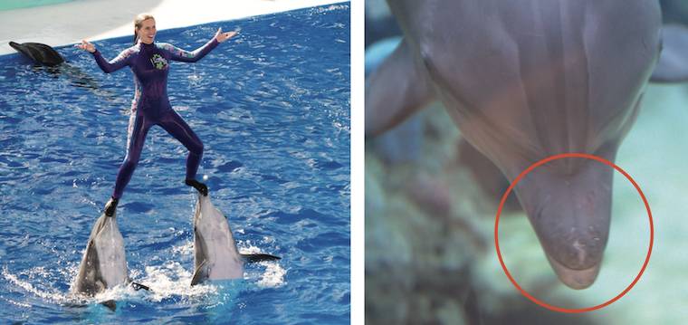Dolphin snouts