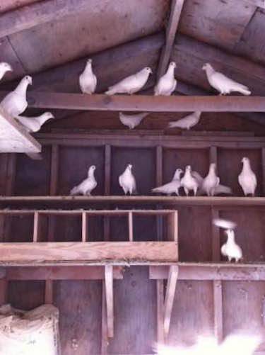 dove releases