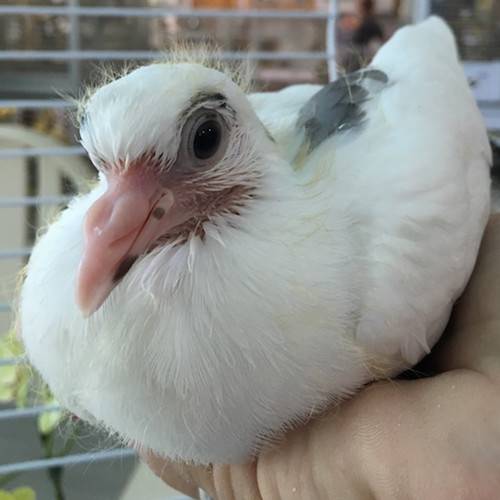 dove releases
