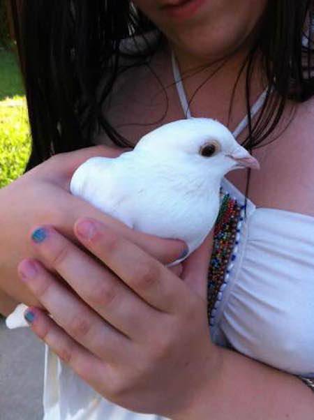dove releases