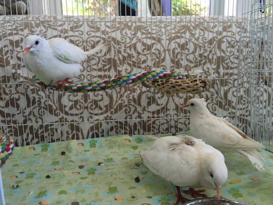 dove releases