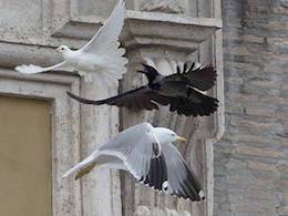 dove attacked