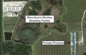 monkey breeding