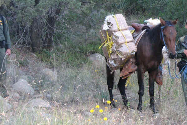 ar-drug-horses