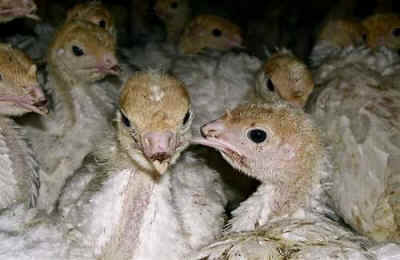 tradition Thanksgiving turkey