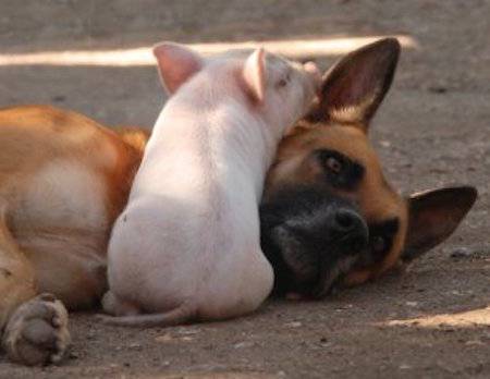 dog and pig