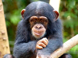 ebola chimp sanctuary Tacugama