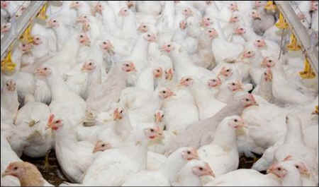 egg production cruelty