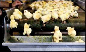 male baby chicks