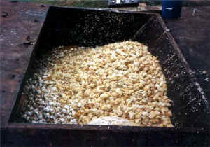 egg industry male victims