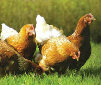 organic egg production