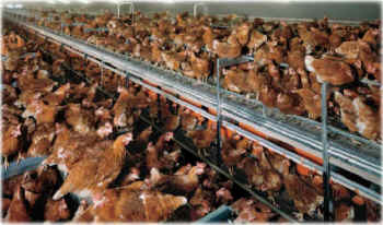 organic egg production