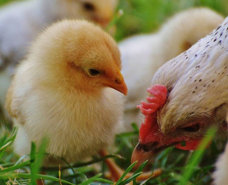 chicken and hen