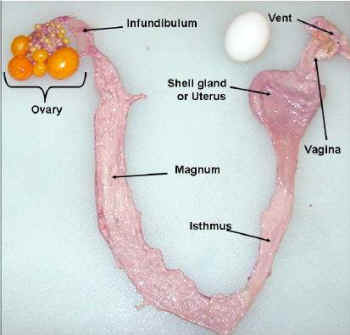 eating eggs