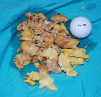 eating eggs