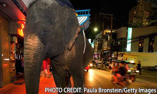 elephant rides