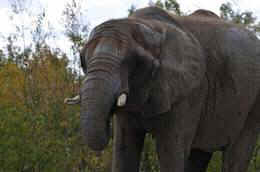 zoo elephants