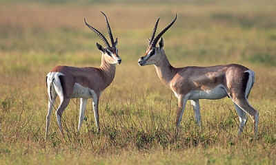 gazelle calf empathy
