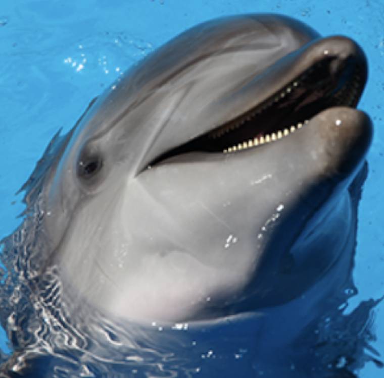 Dolphin