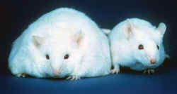 mice lab rat mousetrap research pain PCRM