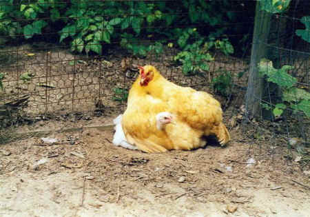 mother hen chicks