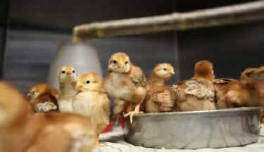 day-old chicks