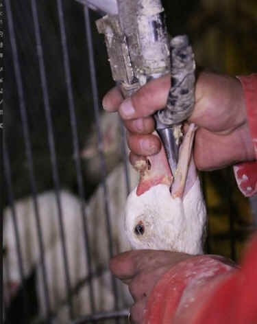 all nations abuse animals