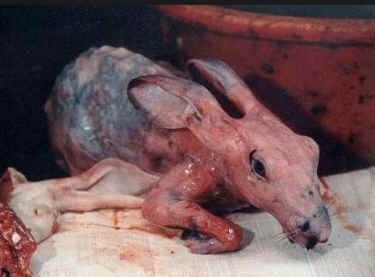all nations abuse animals