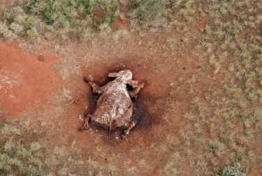 all nations abuse animals